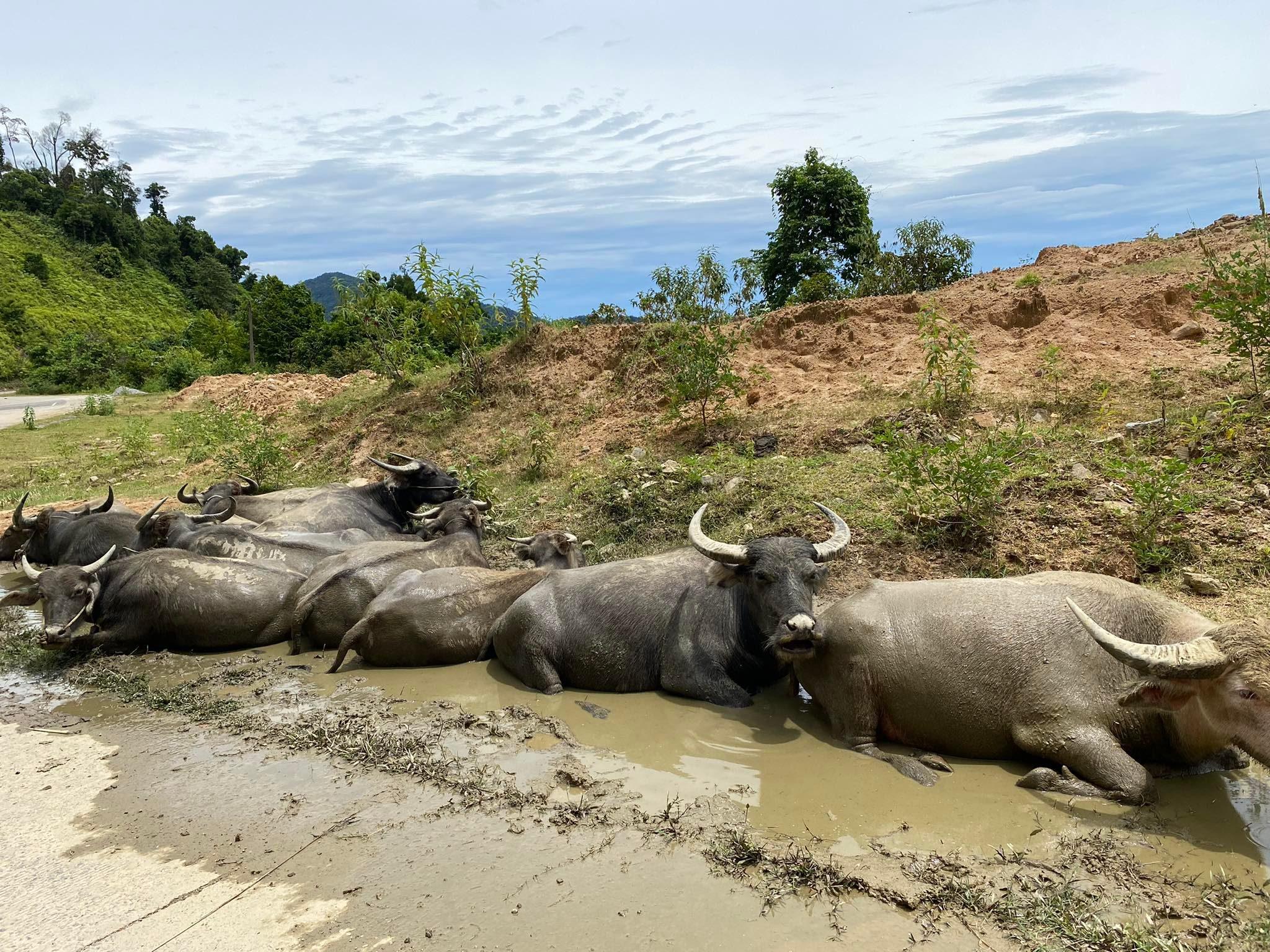 Water buffalos on the way to Hoi An - Viet Nam